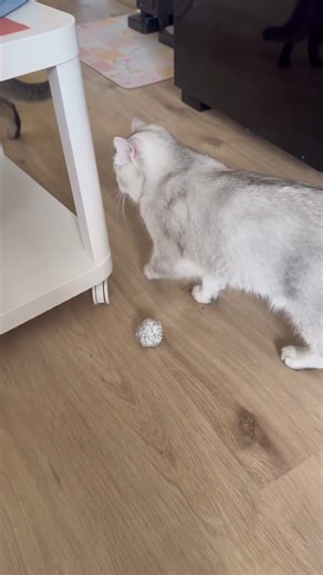 Mit Alufolie kann man schnell und einfach ein Geschenk für Kinder machen❤️#cat #katze #viralshorts