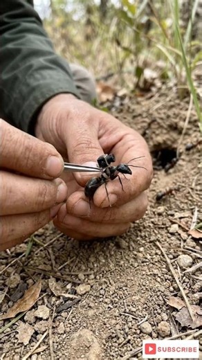 Micro Camera on Ant 🐜 | Shocking Underground Footage.
