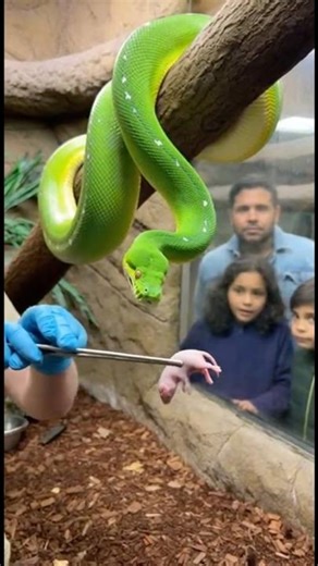 Wait for it... 🎯 NATURE'S STEALTH MODE 🐍 #greentreepython #snakefeeding