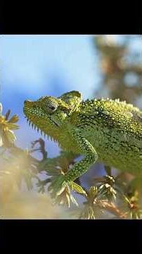 Chameleon Giving Birth Caught on Camera #wildlife