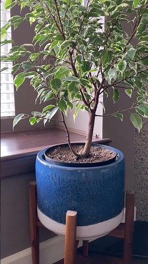 Ficus Benjamina, A Weeping Fig