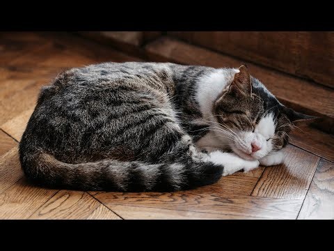 DEEP SLEEPY CATS 💤 Cat Sleep Instantly Within 3 Minutes, Insomnia Healing, Heal Mind