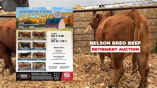 Now open! The Nelson Bred Beef Retirement Auction offers the opportunity to purchase quality black and red hided cattle that are due to calve this spring! Cattle have been artificially inseminated with either Angus or SimAngus service sires. This online-only auction closes on December 10. Cattle located in Grove City, MN. Click to Bid! https://steffesway.com/NelsonBredBeef #onlineauction #bidnow #livestock #cattleauction #angus #beefcattle #cattlesale #minnesotaauctions #steffesauctioneers #stef