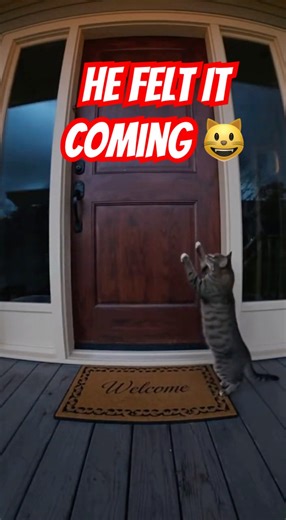 Cat Rushes Inside as Storm Hits — Caught on Porch Cam 😺🌧️⚡