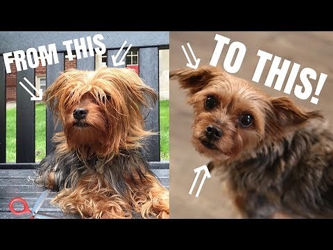 HOW I CUT MY DOGS HAIR WITH ONLY SCISSORS! DIY DOG GROOMING | diiixonn