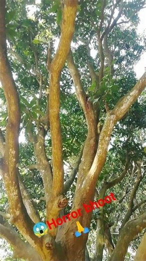 Haunted Mango Tree in My Village | Horror Vlog