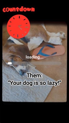 Lazy Basset Hound? You wouldn't believe! 🤯😎🐕