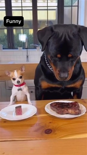 #dogfood #funnydogs #fyp #dogsoftiktok #funnyvideos @The Rock