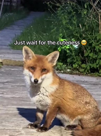 Adorable Sleepy Fox: A Cuteness Overload