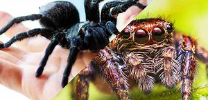 What Is The Difference Between a Spider and a Tarantula?