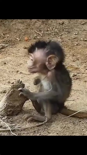 Curious Monkey Explores Its Environment