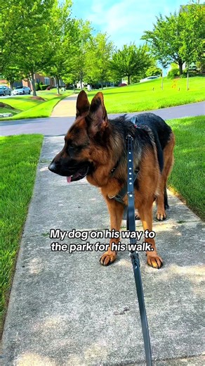 Adorable German Shepherd Walks to the Park and Back Home