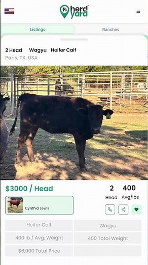 Two Wagyu Heifers - For Sale in Texas