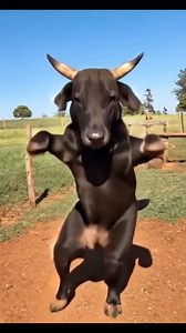 82K views · 461 reactions | Black Cow Dancing 浪 #CowVideo #BuffaloVideo #CowSounds #BuffaloSounds #funny #shorts #cartoon #cow | Cow House | Facebook