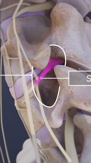 Functions of the Spinal Nerve Branches