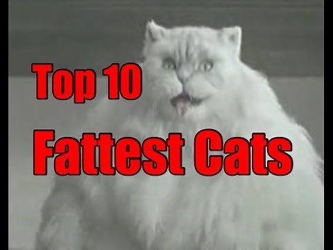Worlds Fattest Cats - Top 10 Record Breaking Fat Cats
