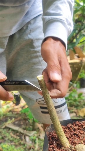 19K views · 151 reactions | Fruit tree grafting tips #gardening #foryou | GraftingPlants | Facebook