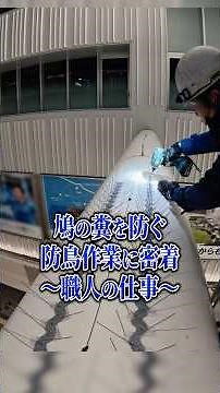 【現場密着】この作業をしないと、皆さんが鳩の糞の被害に遭う可能性があります。#害虫駆除 #防鳥作業 #富士消毒