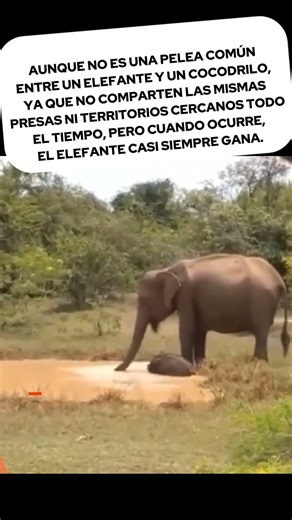 El cocodrilo pensó que la cría estaba sola #elephant #cocodrilo #africa #wildanimals #wildlife #wildlifeplanet #safari #fypシ゚ #parati #viralpost #viralreels #viralreelsfb | MundoAnimal360