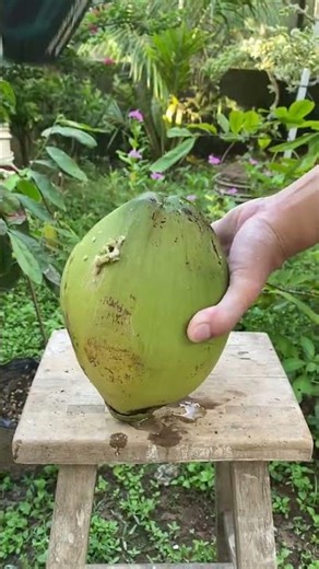 Banana greenhouse cardoon power drill pot #Banana #Greenhouse #Cardoon #PowerDrill #Pot