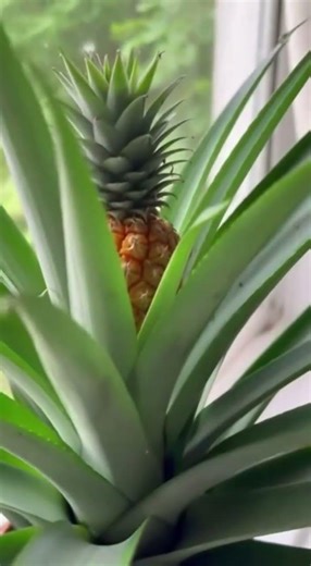 Método dos jardineiros para ter abacaxi crescendo firme no vaso