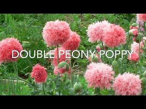 How to Plant Poppy Seeds | Double Peony Poppies🌸 #poppyseeds #plantingpoppies