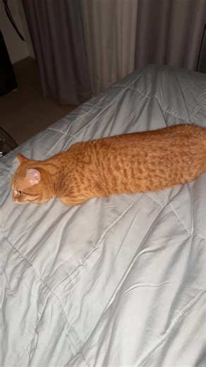 Good Meowning from Uncle's Cat!