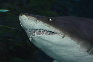 862K views · 6.1K reactions | The most fascinating examples of cannibalism that exist today. | Insider Tech | Facebook