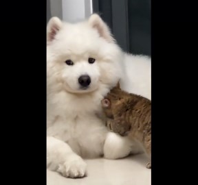 Affectionate pet cat gently paws dog companion