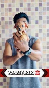 mini pin puppies available | Miniature Pinscher | miniature pinscher dog Malayalam | min pin sale