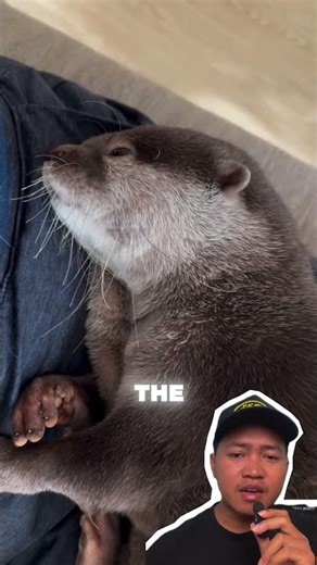 Male vs Female Otters