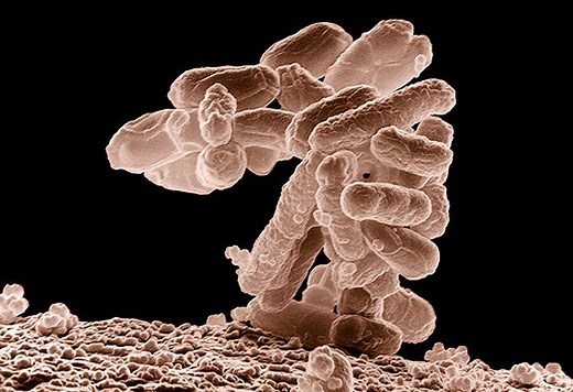 Microbiote intestinal (flore intestinale) · Inserm, La science pour la santé