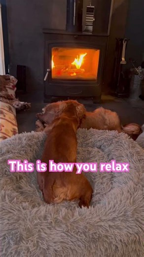 Subscribe to add warmth and happiness to your day #cute #puppy #happy