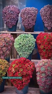 Beautiful succulent ideas 🥰 | Succulents