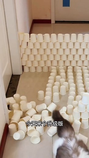 Cat challenges jumping obstacles！#catchallenge #catsoftiktok #petstory #foryou #fy