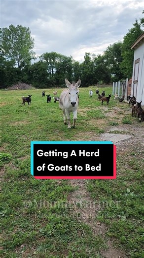 Bedtime Routine for Miniature Goats: How to Get Them to Sleep