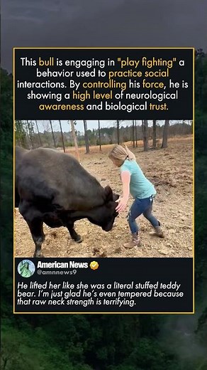 DO NOT TRY THIS WITH WILD BULLS