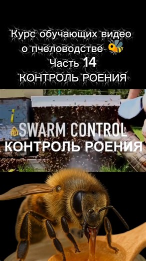 Помощь пчеловоду: предотвращение роения пчёл