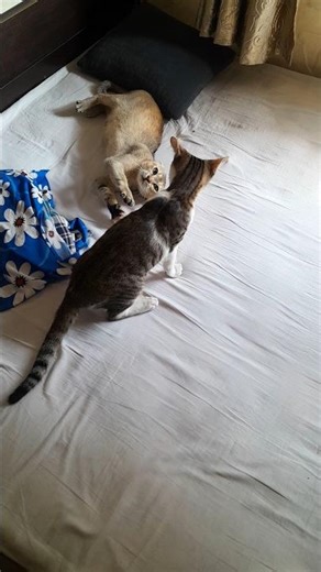 Cat and Kitten fight Best fight video CatVs Kitten #Wwf#Wwe#Animal fight#Pet lovers#Fighting Cat