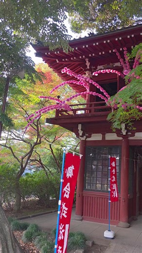 #本土寺 #🍁紅葉はもう少し先です