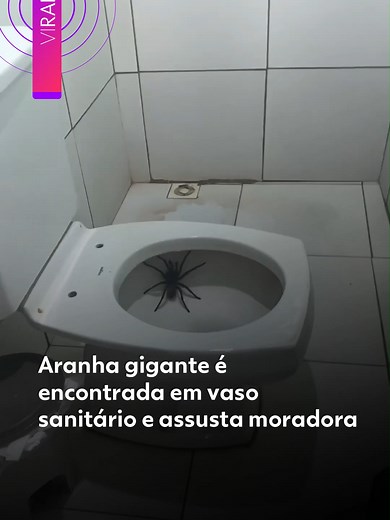 #Viralizou 😱🕷️ – Imagine ir ao banheiro e dar de cara com uma aranha gigante dentro do vaso sanitário. Foi exatamente o que aconteceu com uma mulher, que levou um baita susto com a cena. O registro rapidamente chamou atenção nas redes pelo tamanho da aranha e pela reação inesperada. Você teria coragem de encarar essa situação? Créditos: a_carvalhok | @myhoodbr Clique em 'leia o artigo' e veja mais vídeos do g1. #g1 #g1viralizou #aranha #susto