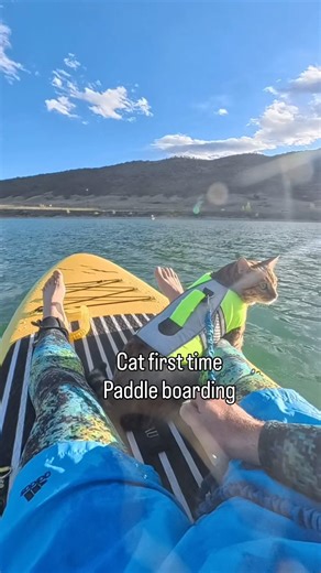 Cat first time paddle boarding . No skydiving today .#cat #cutecat #paddleboarding #petvideo