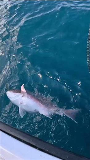 MASSIVE Red Snapper Caught in Crystal Clear Water 100 Miles Offshore in the Gulf of Mexico