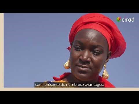 Une ferme modèle pour la transition agroécologique au Sénégal