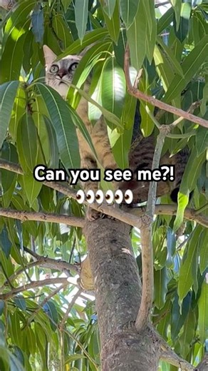 Ever wonder what cats are doing in trees?! #cat #catshorts #cutecat #kitten #pets