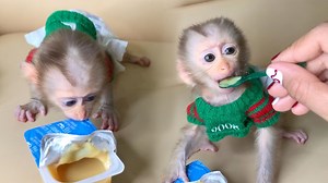 156K views · 3.2K reactions | Daily Snack Routine! Cute Baby Lion Crying Asking Mom For Milk | Baby Lion | Facebook