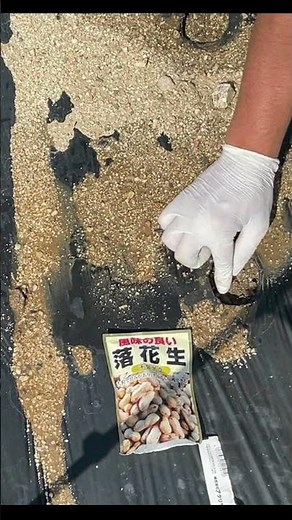 落花生の種まきの仕方