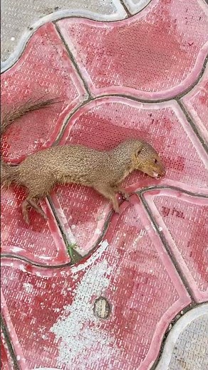 Final Moments of a Rabies-Infected Mongoose – Documentary Clip A Rare Capture