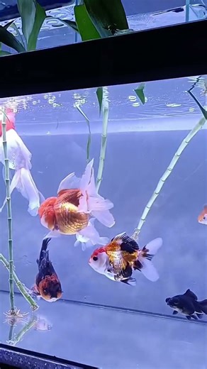 Pure Relaxation from an Aquarium Tank #watersounds #aquariumasmr