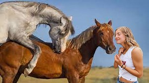 271K views · 5.3K reactions | Arabian Horse Facts | American Quarter...